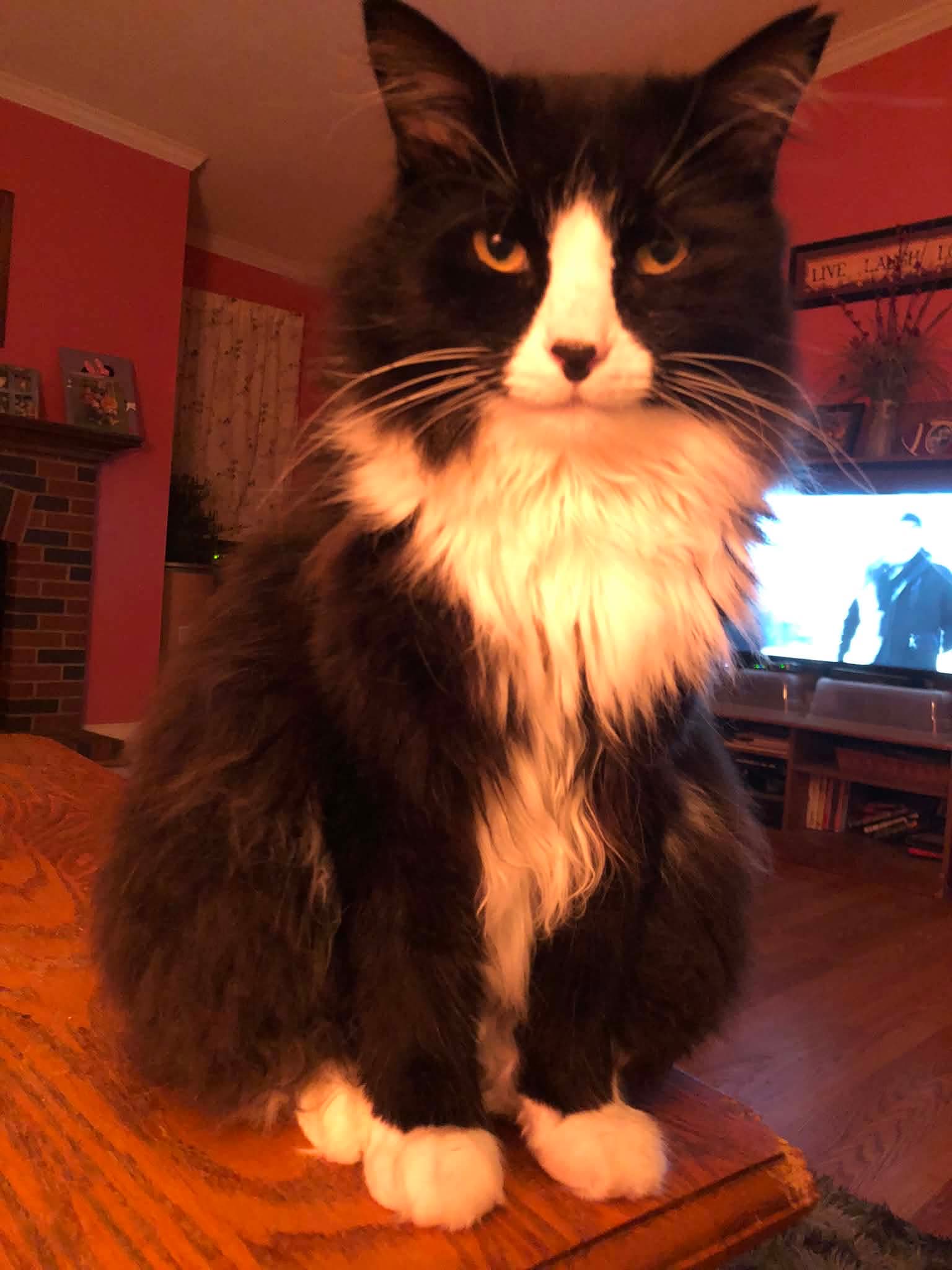 Baxter